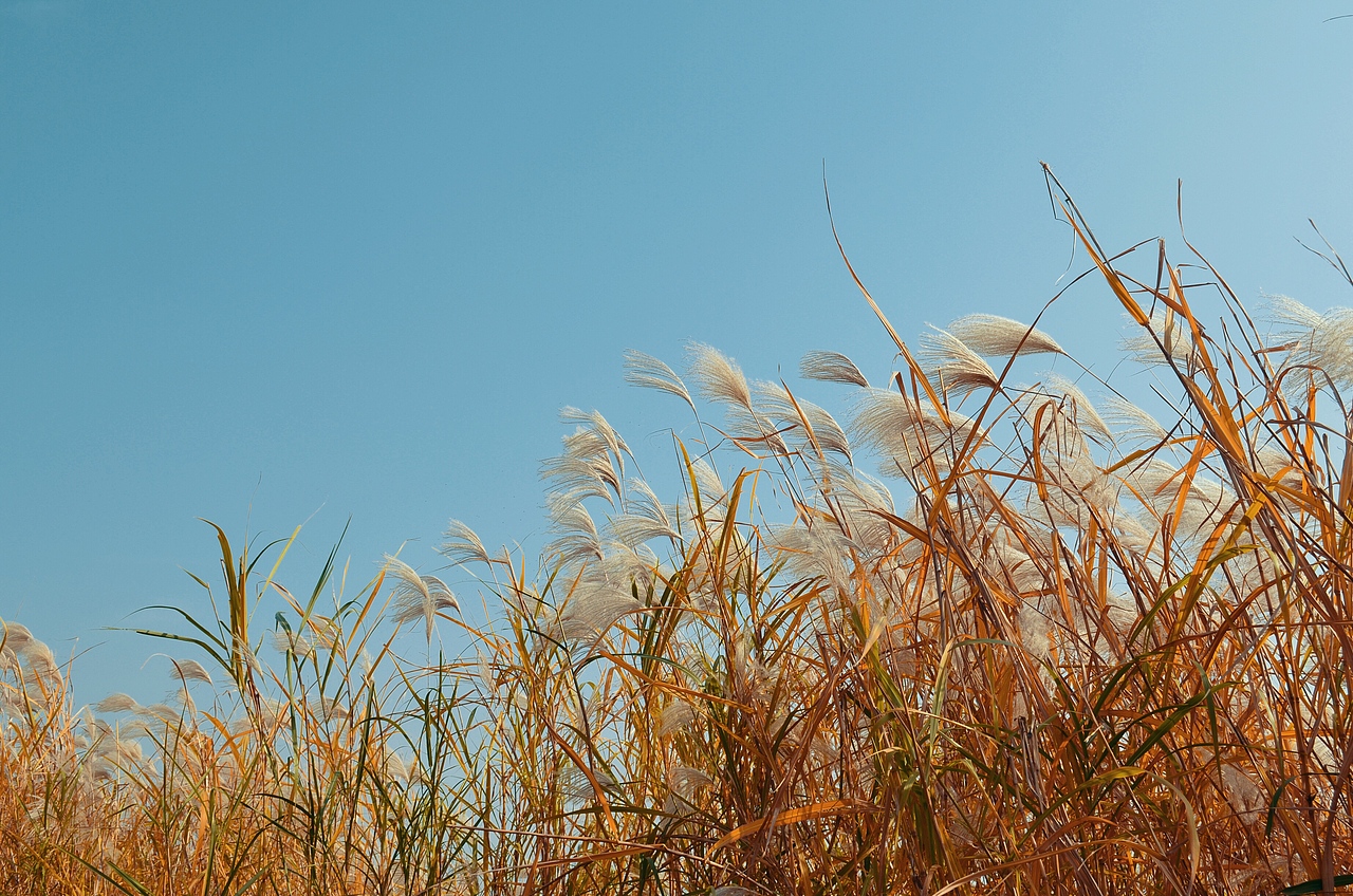 汉口江滩.有芦苇
