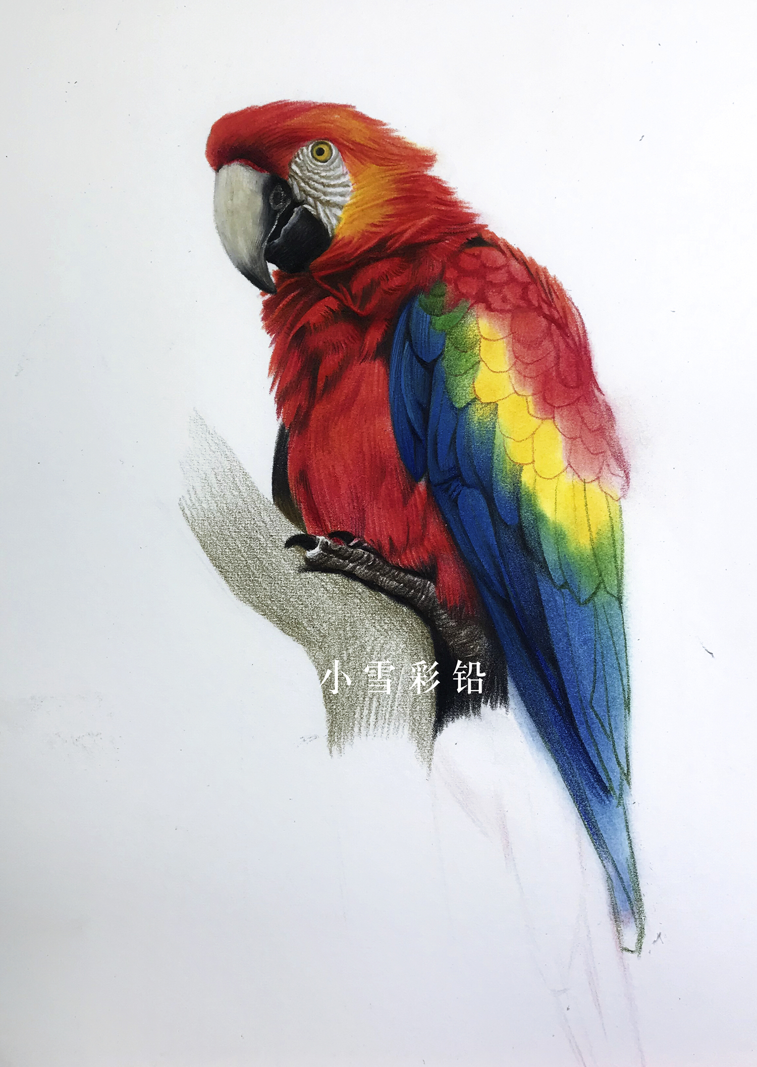 彩铅鹦鹉超写实逼真的绘画作品你值得一看