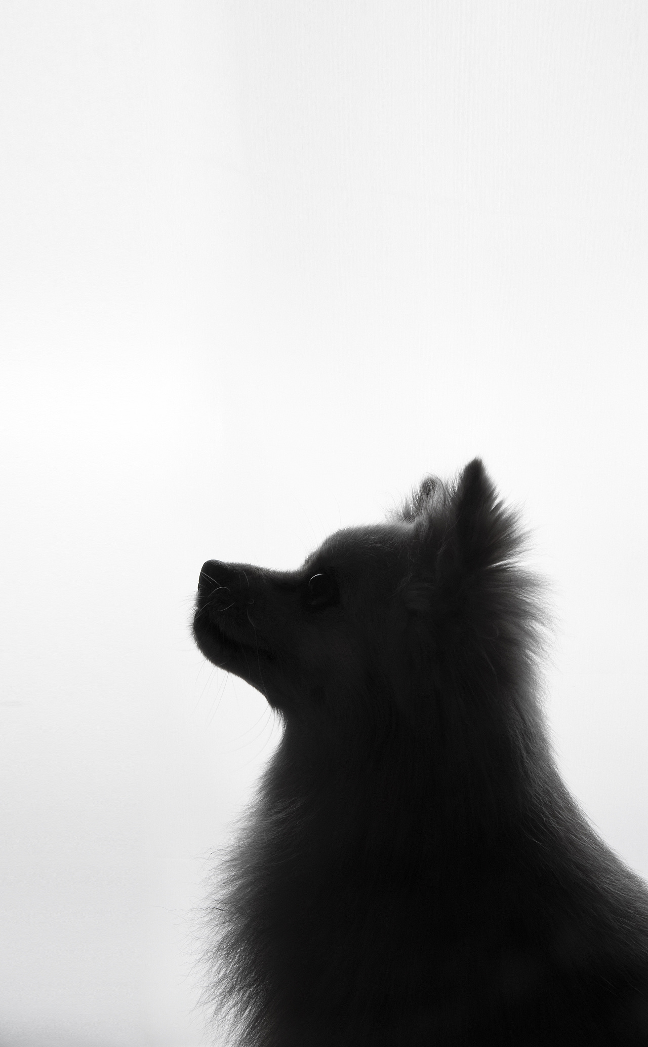 Black Short Coated Dog · Free Stock Photo