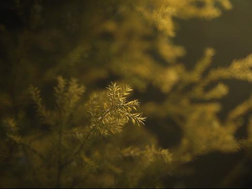 一堆杂草（个人主页-ZNTI3OTEyNzI=） - 修图/后期 - 站酷设计师打小就皮原创素材 - 站酷ZCOOL