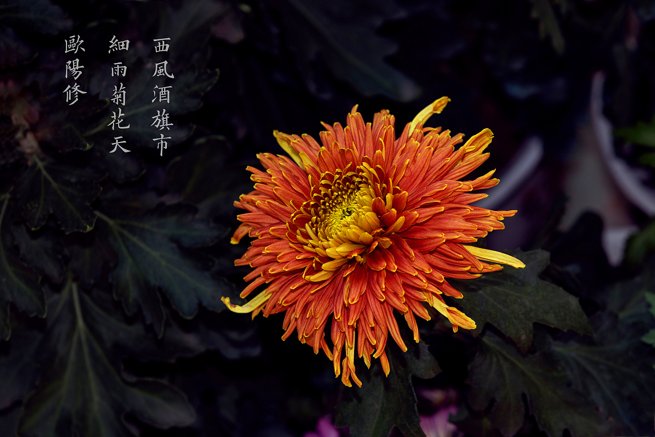 菊花|摄影|产品摄影|孝感p图小王子 - 原创作品 - 站酷 (zcool)