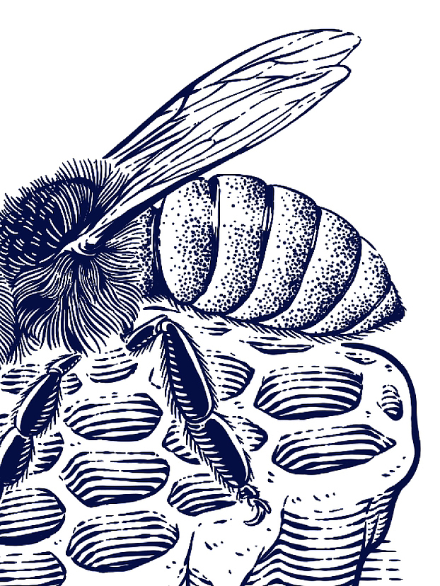 原创插画|蜜蜂与蜂蜜