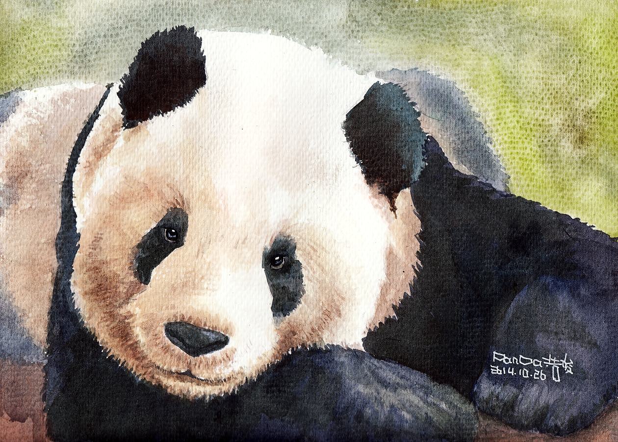 原创作品:熊猫水彩插画