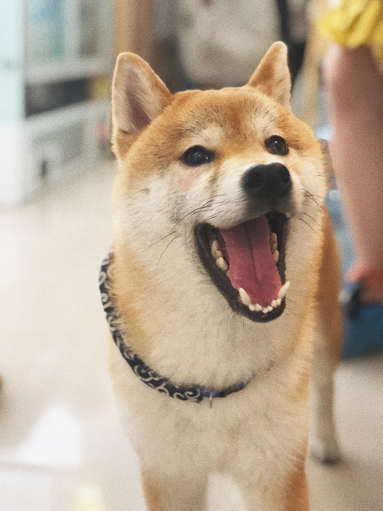 萌化夏天的废柴（图ZMTYyOTc1MzQ0） - 宠物摄影 - 站酷设计师木子小Y原创素材 - 站酷ZCOOL