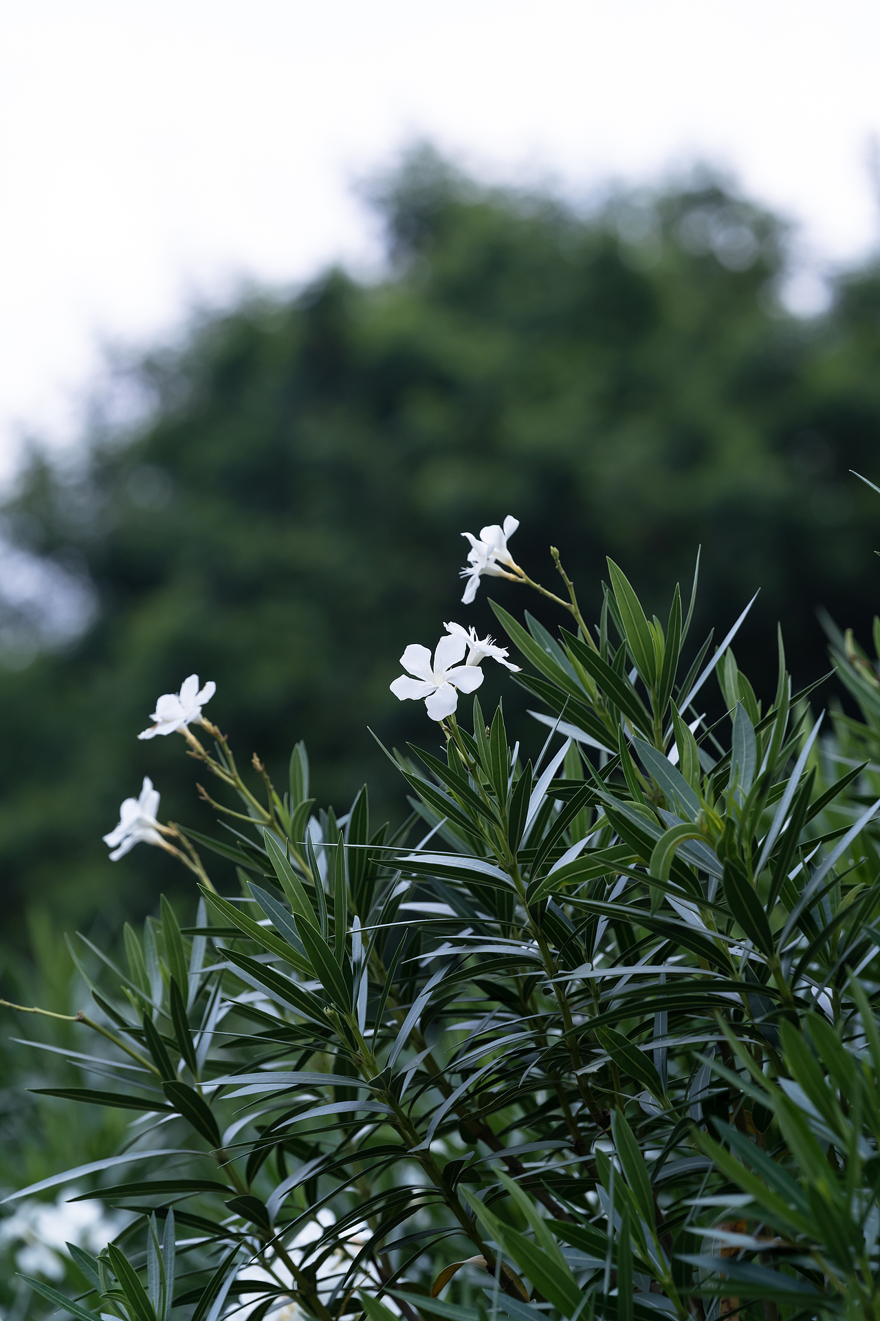 夹竹桃（图ZMjY2MjE3OTQ0） - 风光摄影 - 站酷设计师诗说江南原创素材 - 站酷ZCOOL