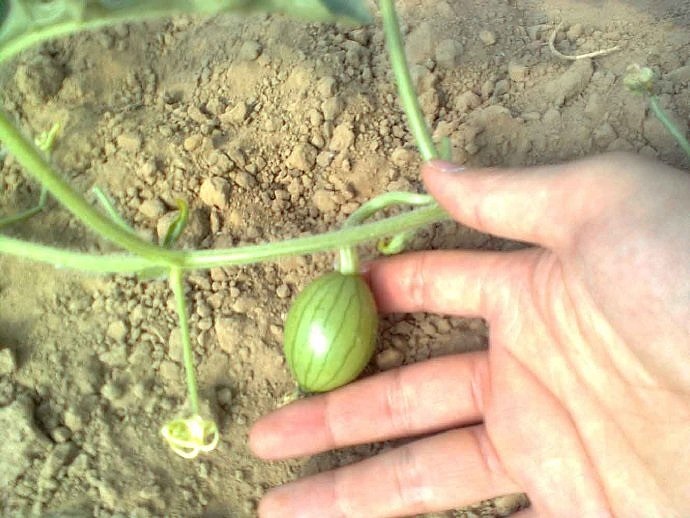 下乡 等待丰收 2012 05 27 我在农业部门的那些日子（图ZMjcxNjQzMTI0） - 人文/纪实摄影 - 站酷设计师森林会展原创素材 - 站酷ZCOOL