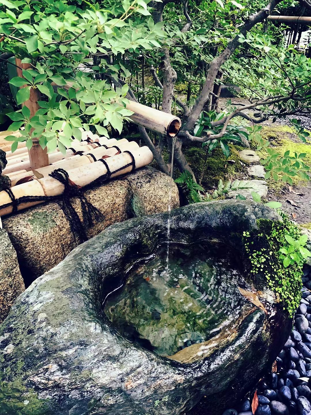 日本京都一周游