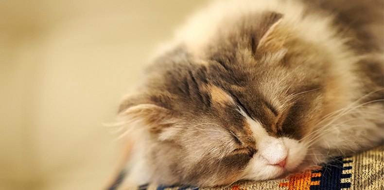 啥都沒有的個人主頁（封面預(yù)覽） - 主頁封面設(shè)置 - 站酷設(shè)計師啥都沒有原創(chuàng)素材 - 站酷ZCOOL