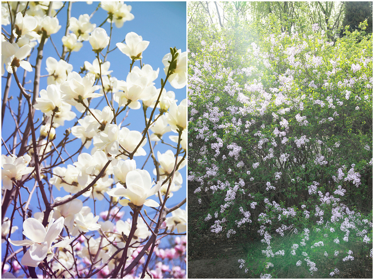 在春花绚烂的地方,愿所有的朋友都能够收获一副好心情!