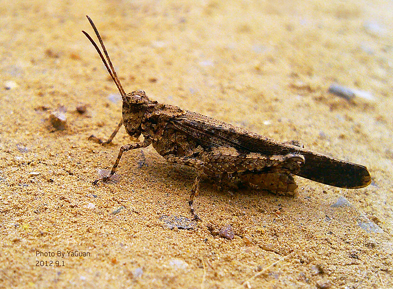 【手机拍摄习作】