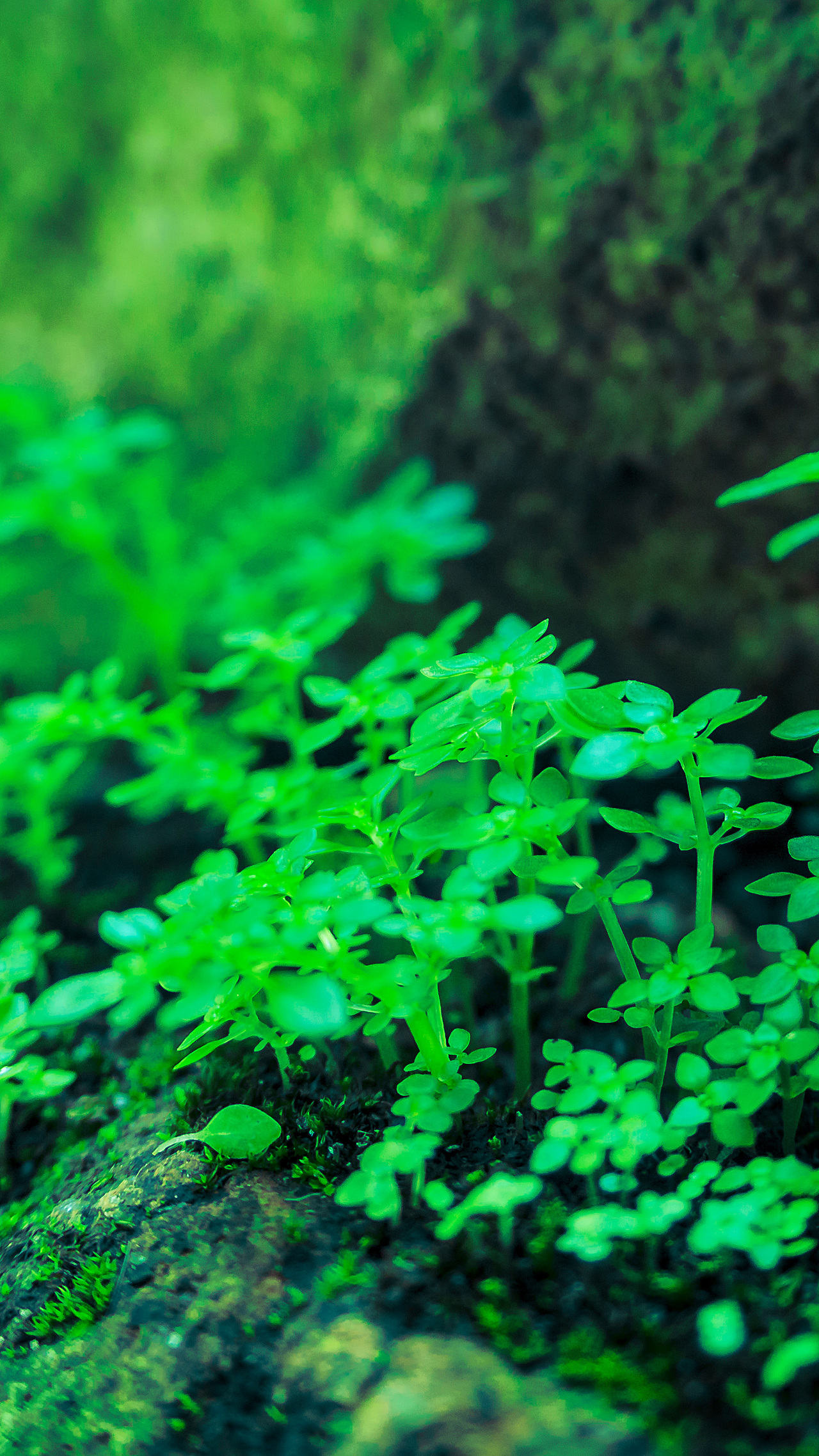 微森林——摄影作品分享