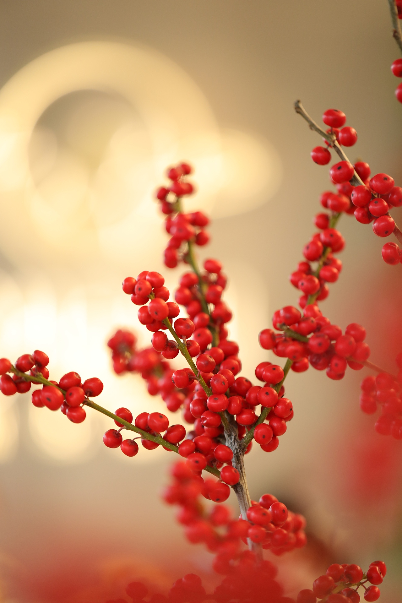 献上茶铺 | CHAPU CHAPU