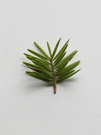 Dancing Leaves (GIF)（图ZNzU5NzA2OA==） - 产品摄影 - 站酷设计师一粒渣渣原创素材 - 站酷ZCOOL