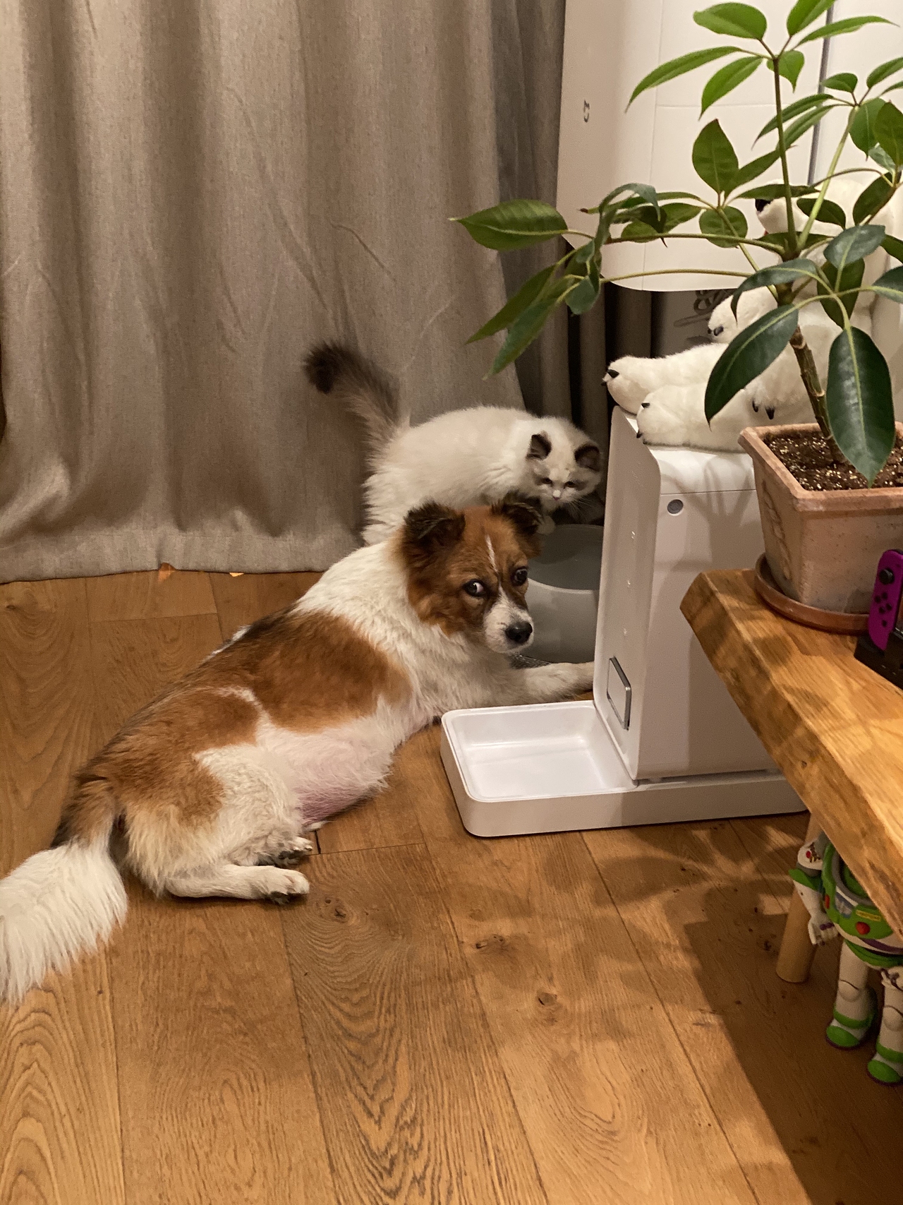 手绘插画 | 自己取名叫 肉儿最讨厌的事儿