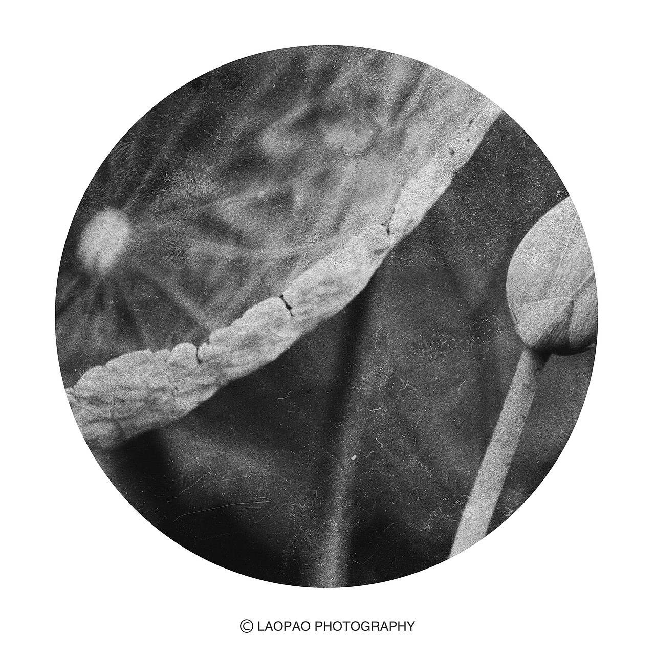 景，荷（图ZMjExNTk1Mzg0） - 人文/纪实摄影 - 站酷设计师老炮叔叔原创素材 - 站酷ZCOOL