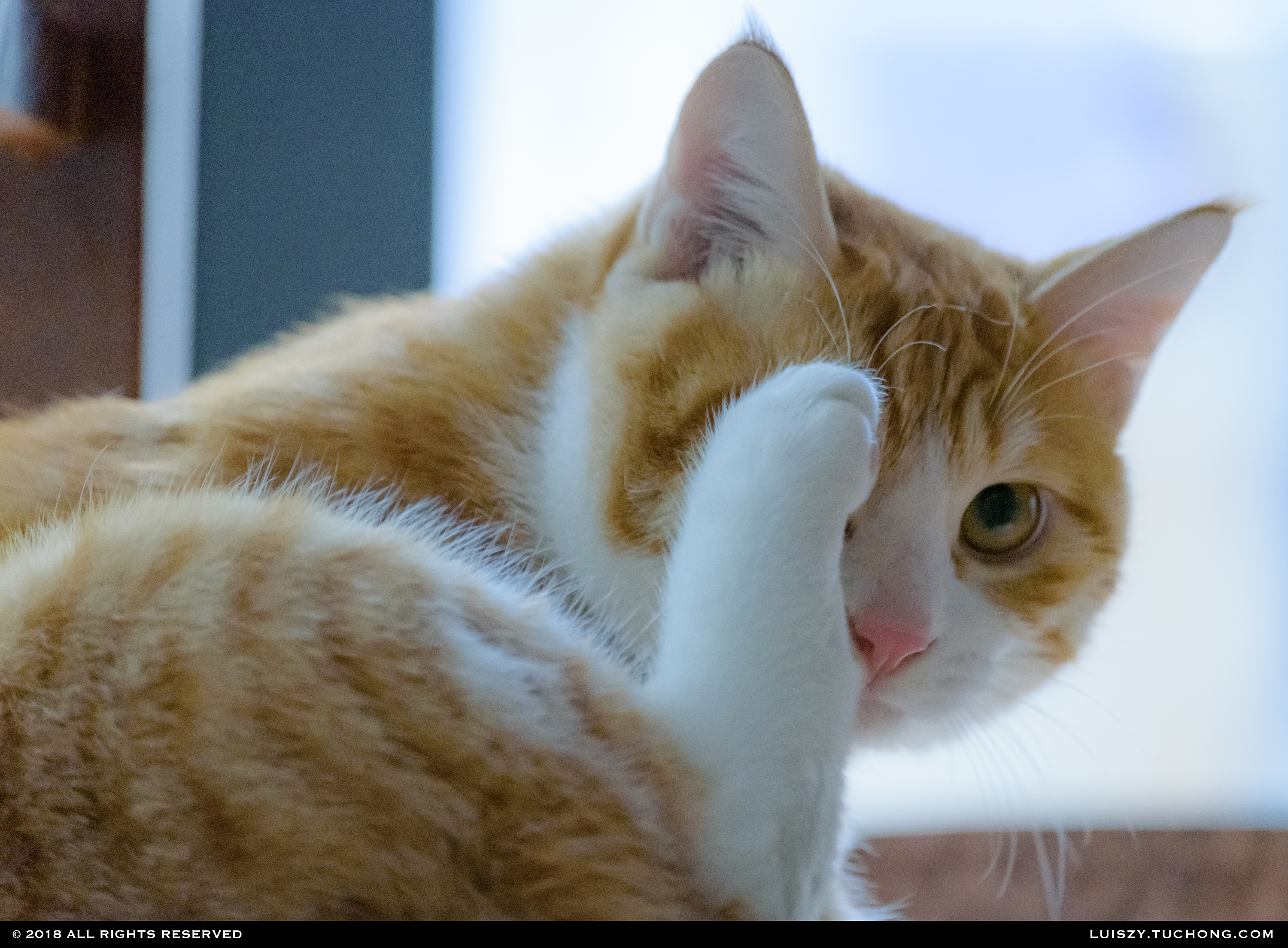 家有橘猫|摄影|动物|luis_zy - 原创作品 - 站酷 (zcool)