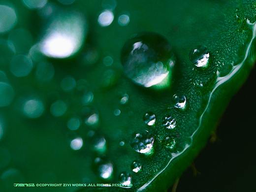 《LAOWA MFT 50/2.8 MACRO 2X》