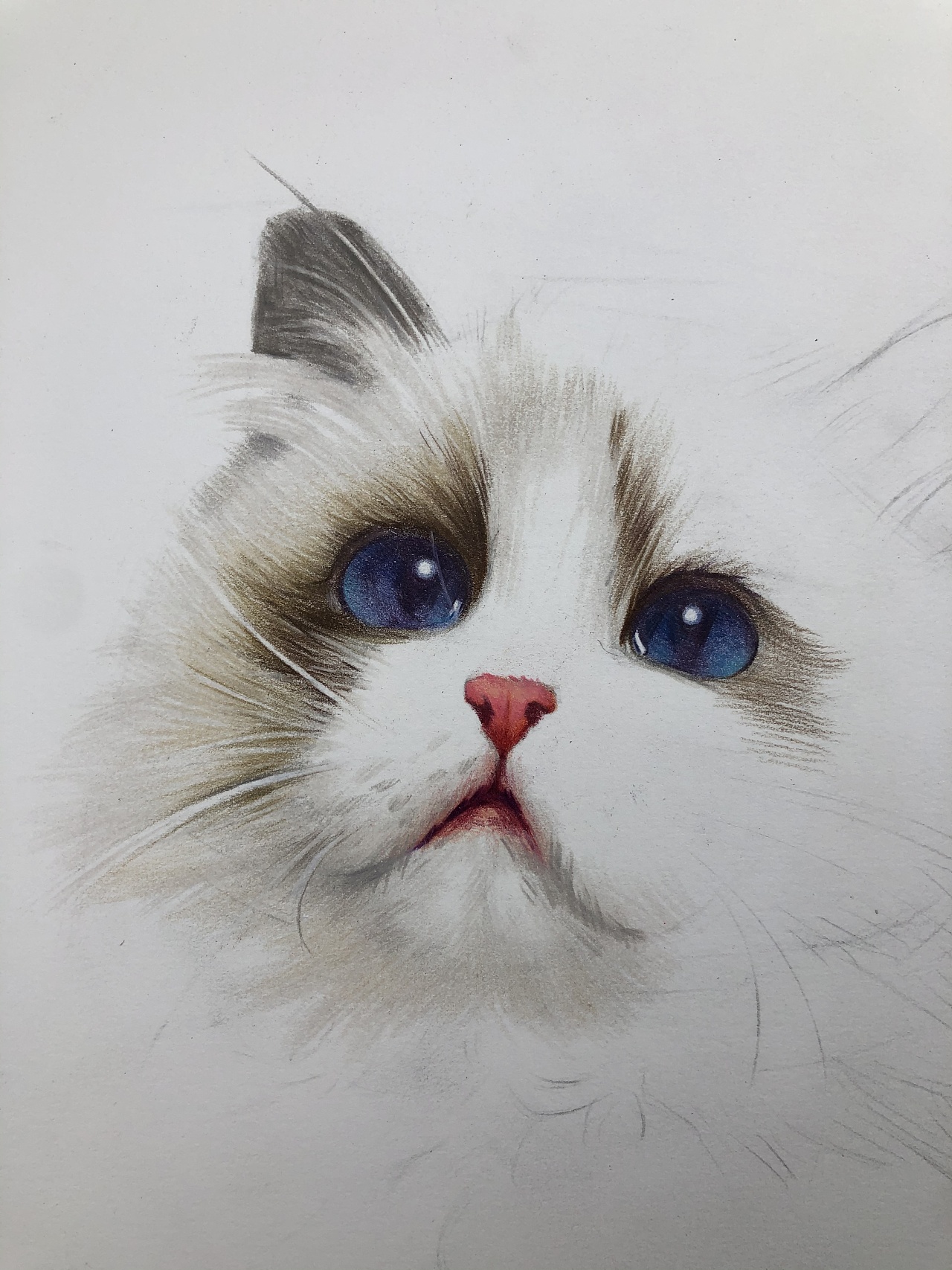 彩铅布偶猫带步骤