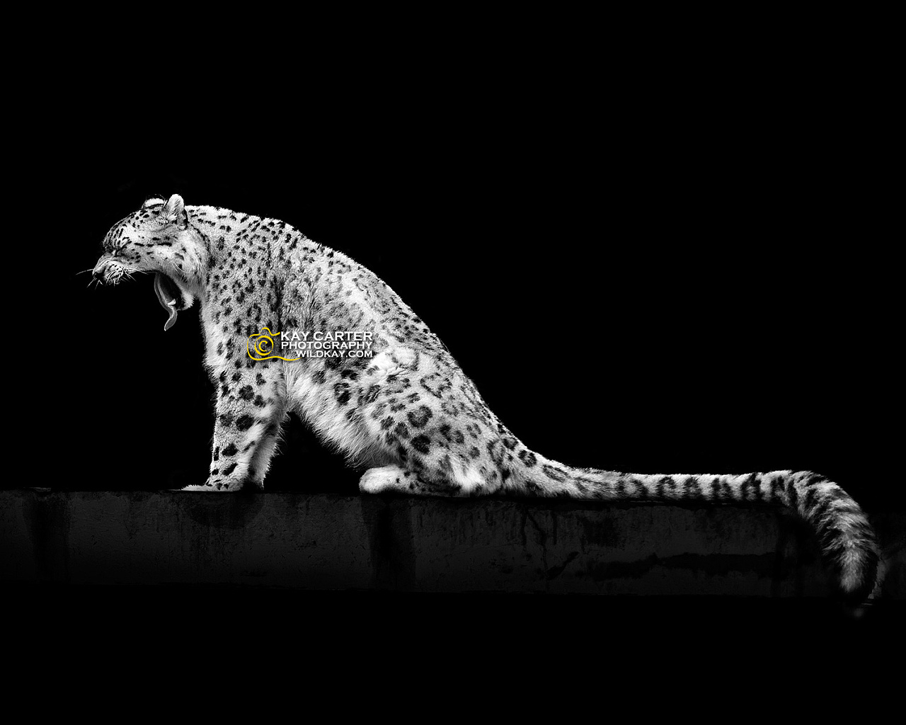 黑白动物肖像|摄影|宠物摄影|WildKay - 原创作品 - 站酷 (ZCOOL)