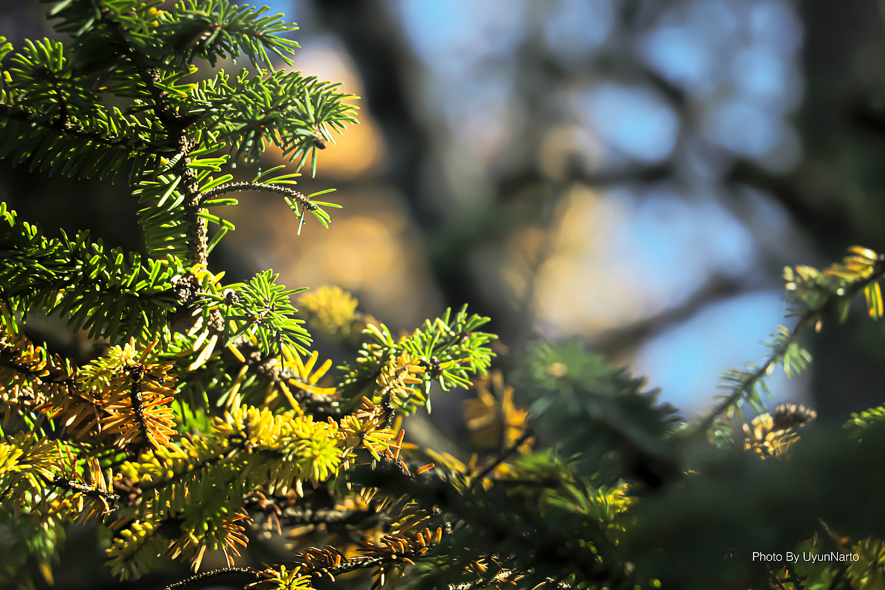 【影像-彩云之南】普达措摄影游记