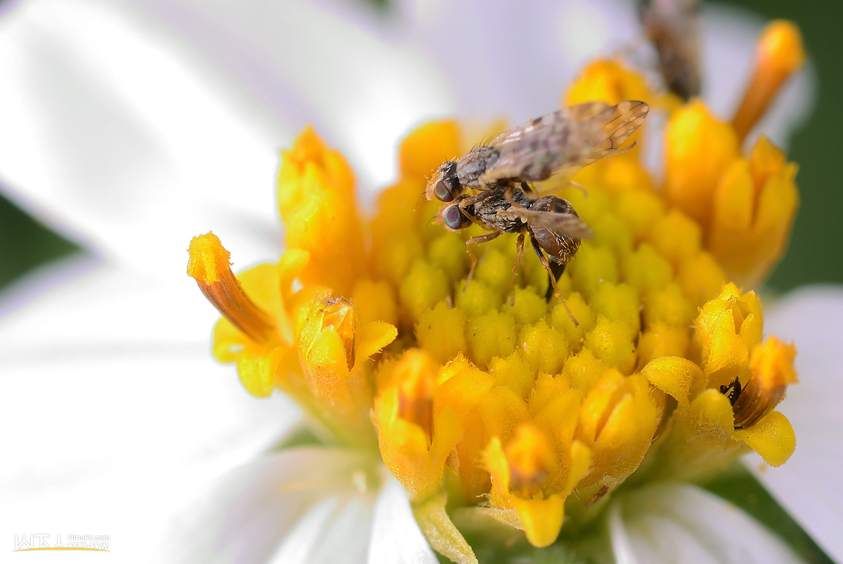 绿野虫踪Ⅳ（图ZMzE0NzQ0NA==） - 风光摄影 - 站酷设计师ninekb原创素材 - 站酷ZCOOL