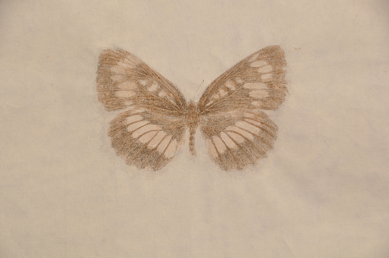 长白山野生蝴蝶（纸）（图ZMTIwNzg1MDE2） - 艺术插画 - 站酷设计师一半儿12321原创素材 - 站酷ZCOOL