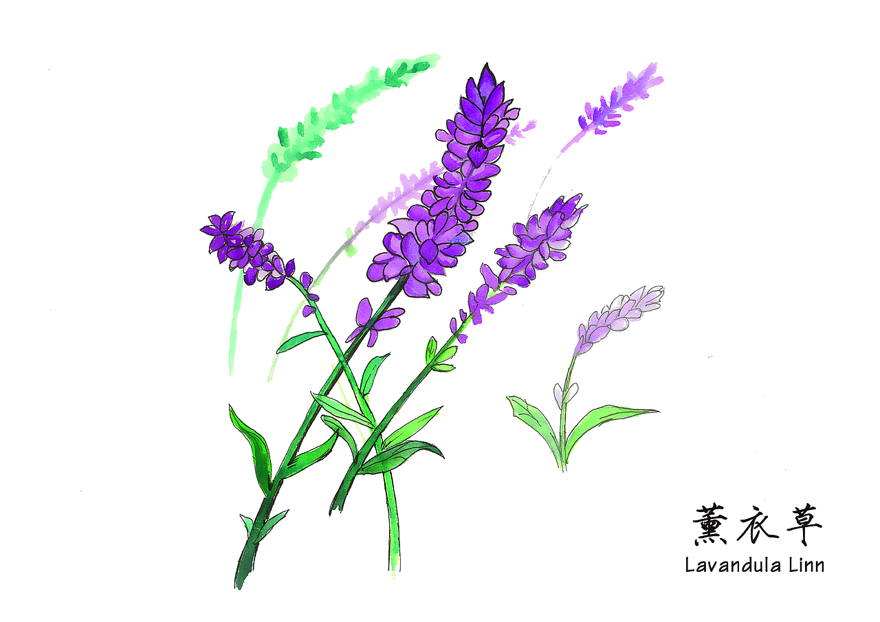 植物插画（图ZMjg4ODI4MzI=） - 商业插画 - 站酷设计师在下陈三岁_原创素材 - 站酷ZCOOL