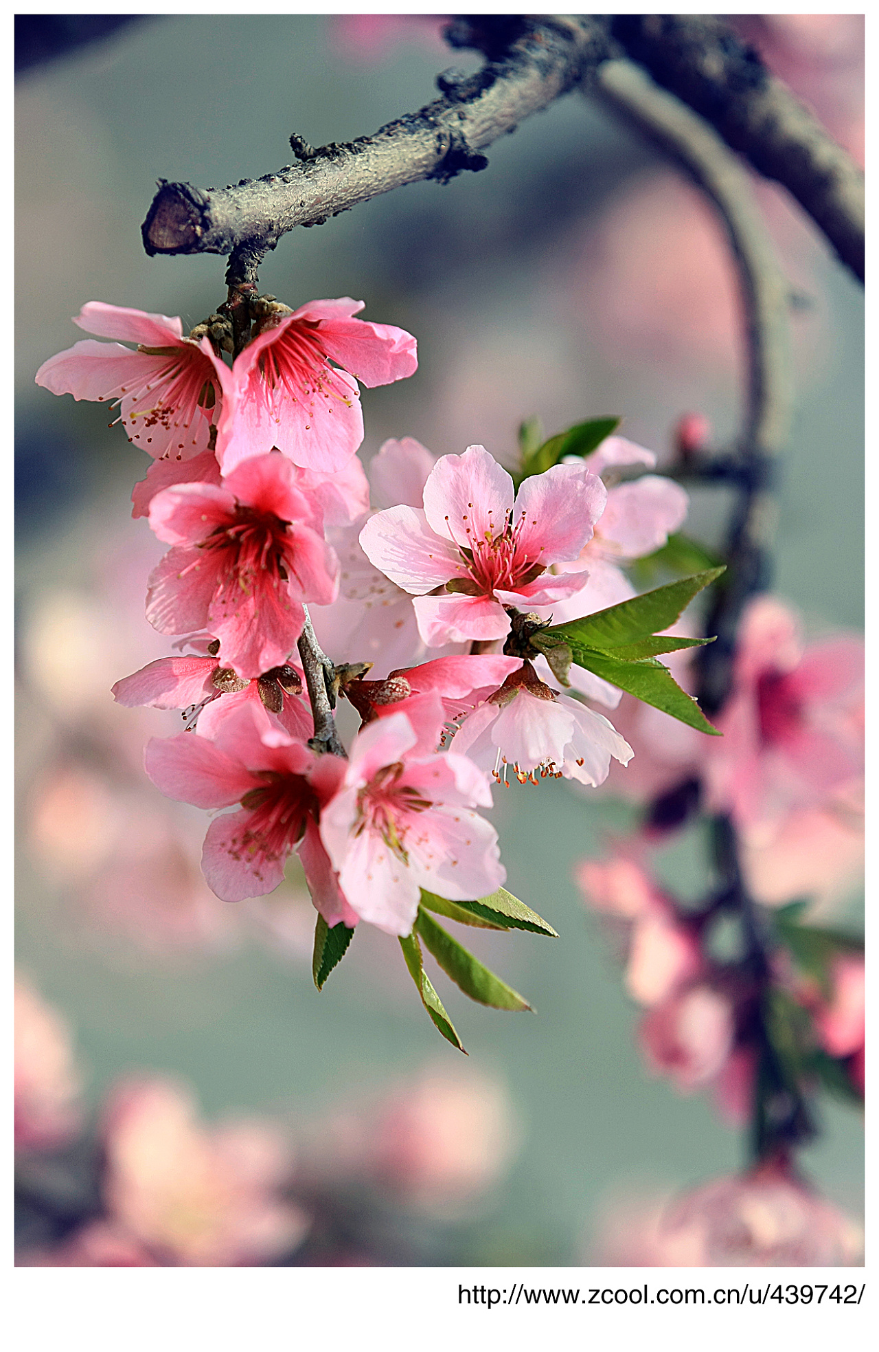粉色的桃花绽放飘落几滴露水点缀在花瓣上高清PNG素材