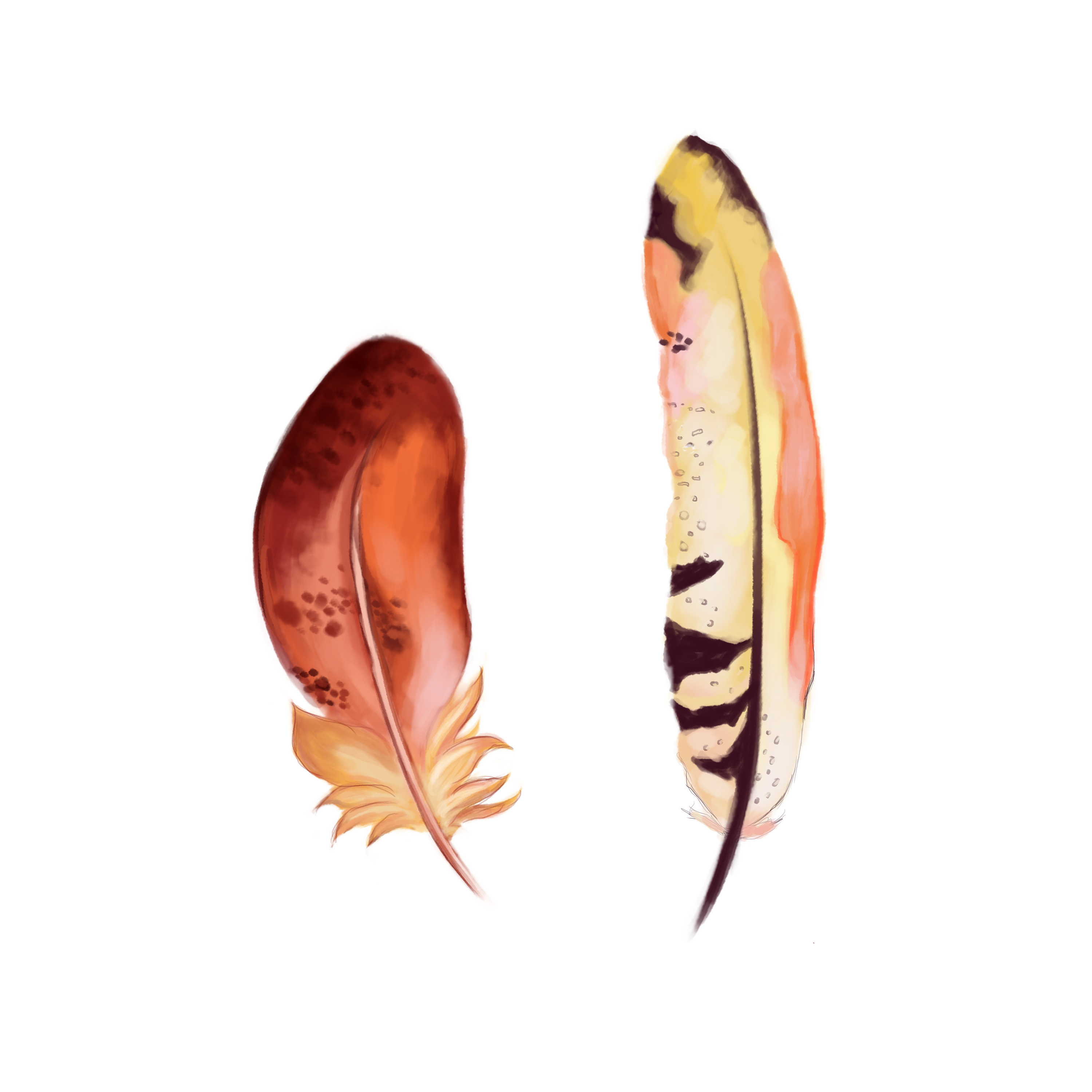 羽毛|插画|创作习作|jiaziting - 原创作品 - 站酷 (zcool)