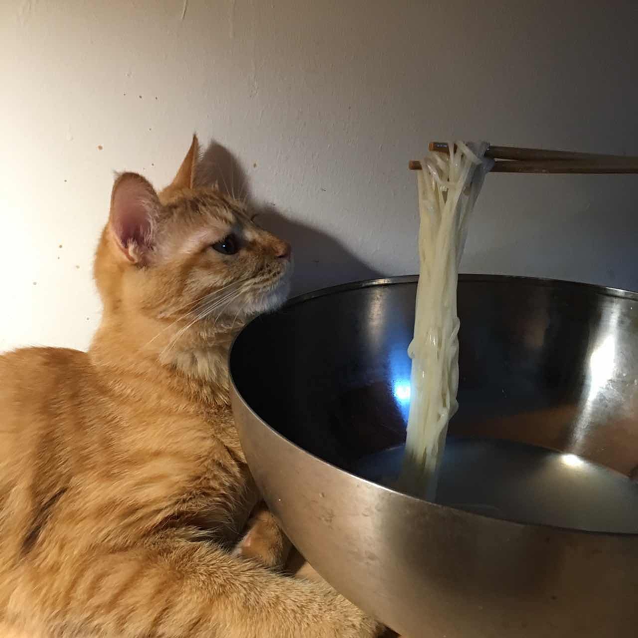 菜刀眼黄豆芽的日常（图ZODEwMzczNjA=） - 宠物摄影 - 站酷设计师violasean原创素材 - 站酷ZCOOL