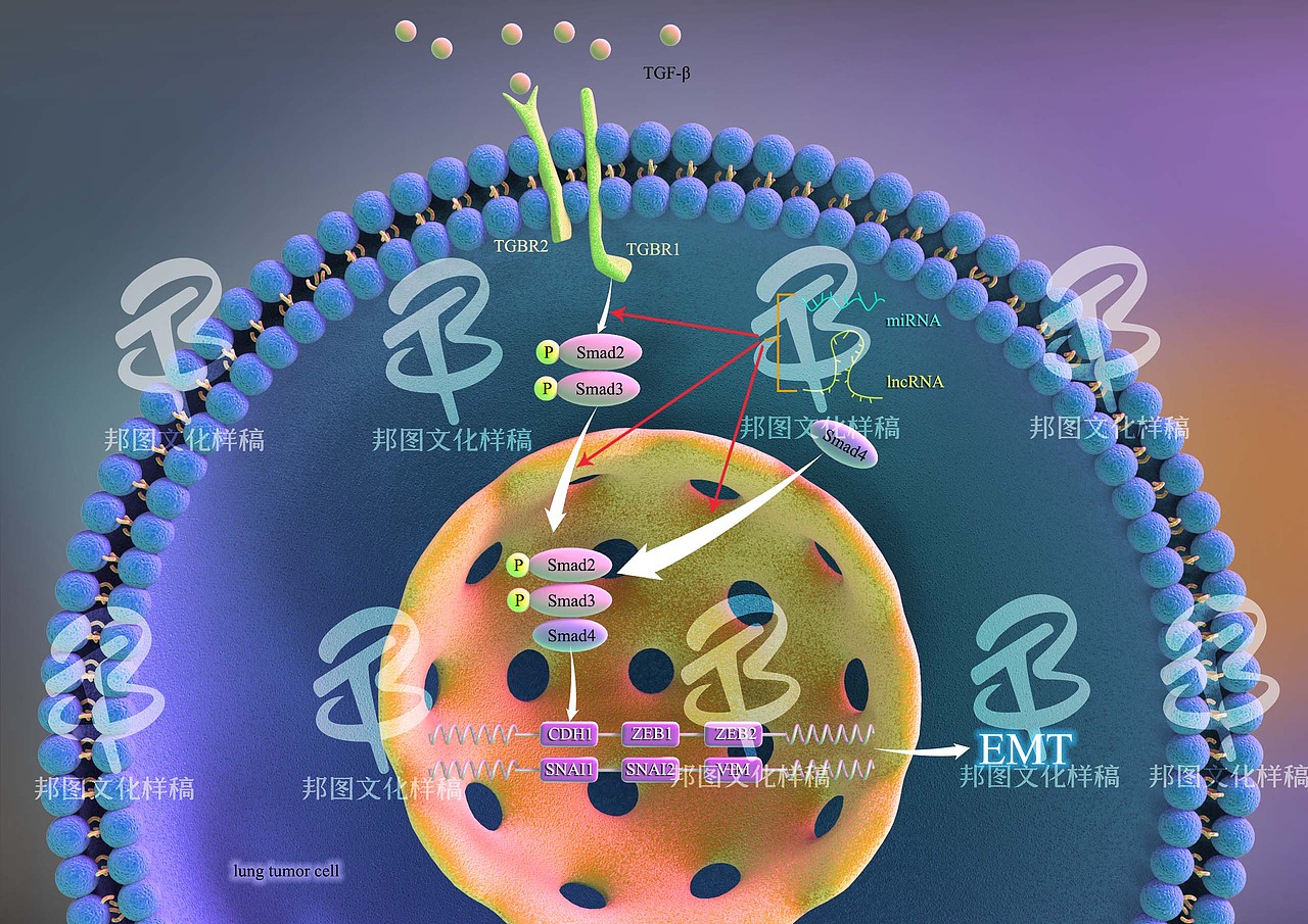 杂志封面图文章示意图机理图TOC设计制作美化科研绘图