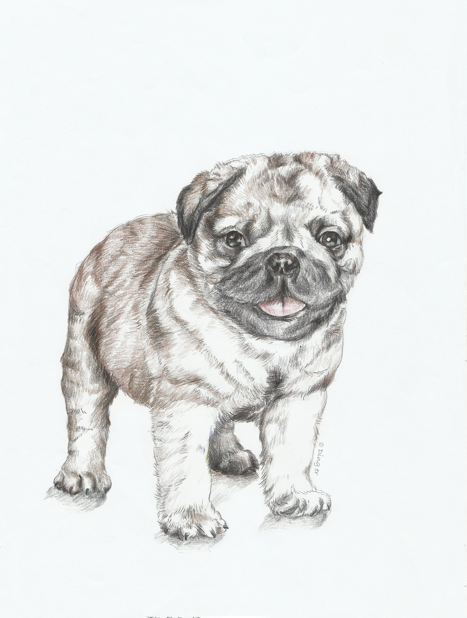 彩铅狗狗绘画过程-03