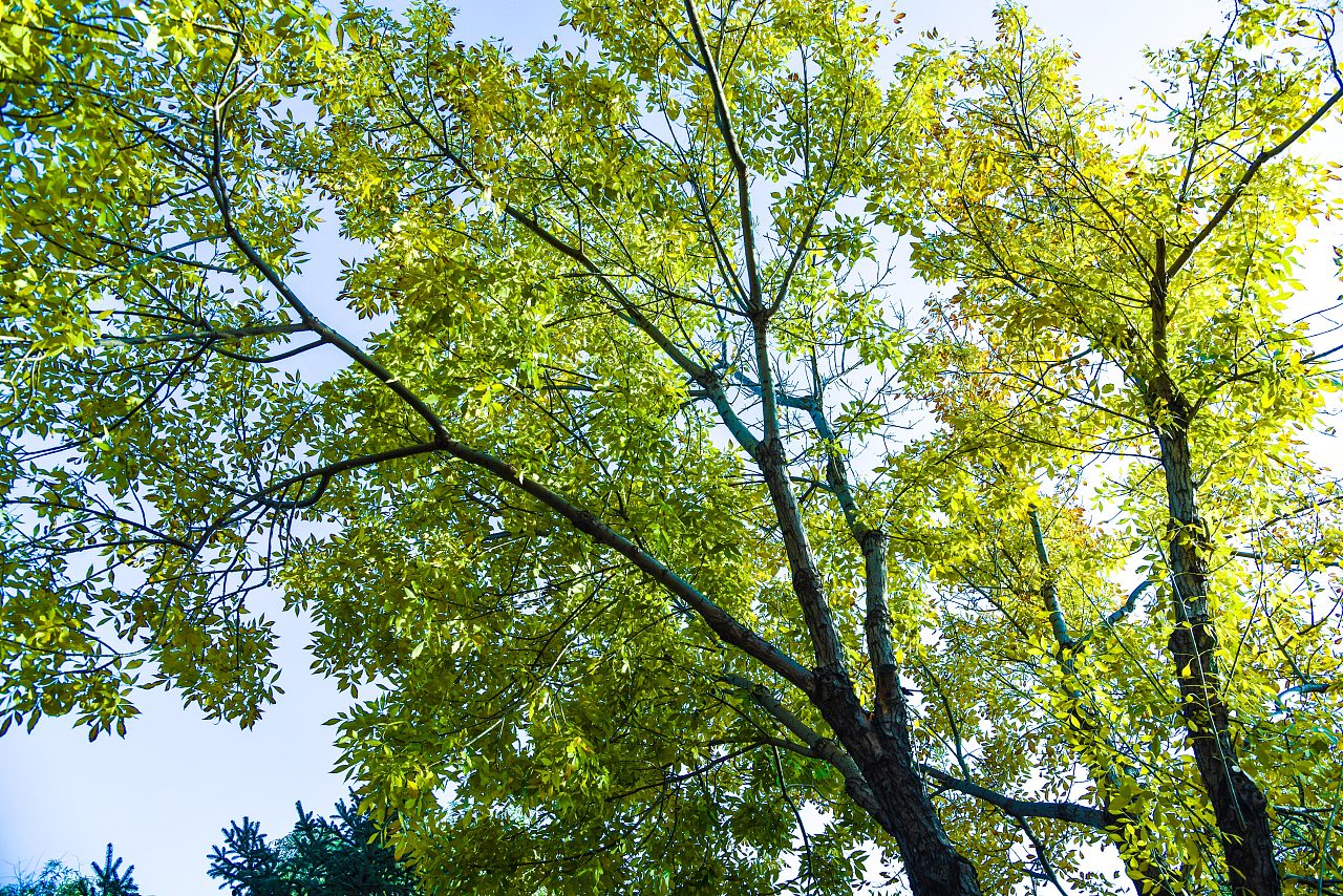 摄影风景树木公园山水