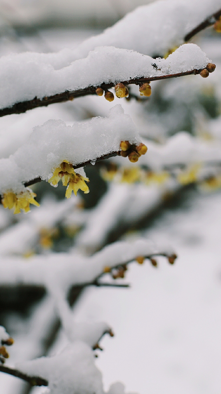 2018上海的第一场雪