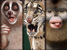 【森曬】茶餅系列