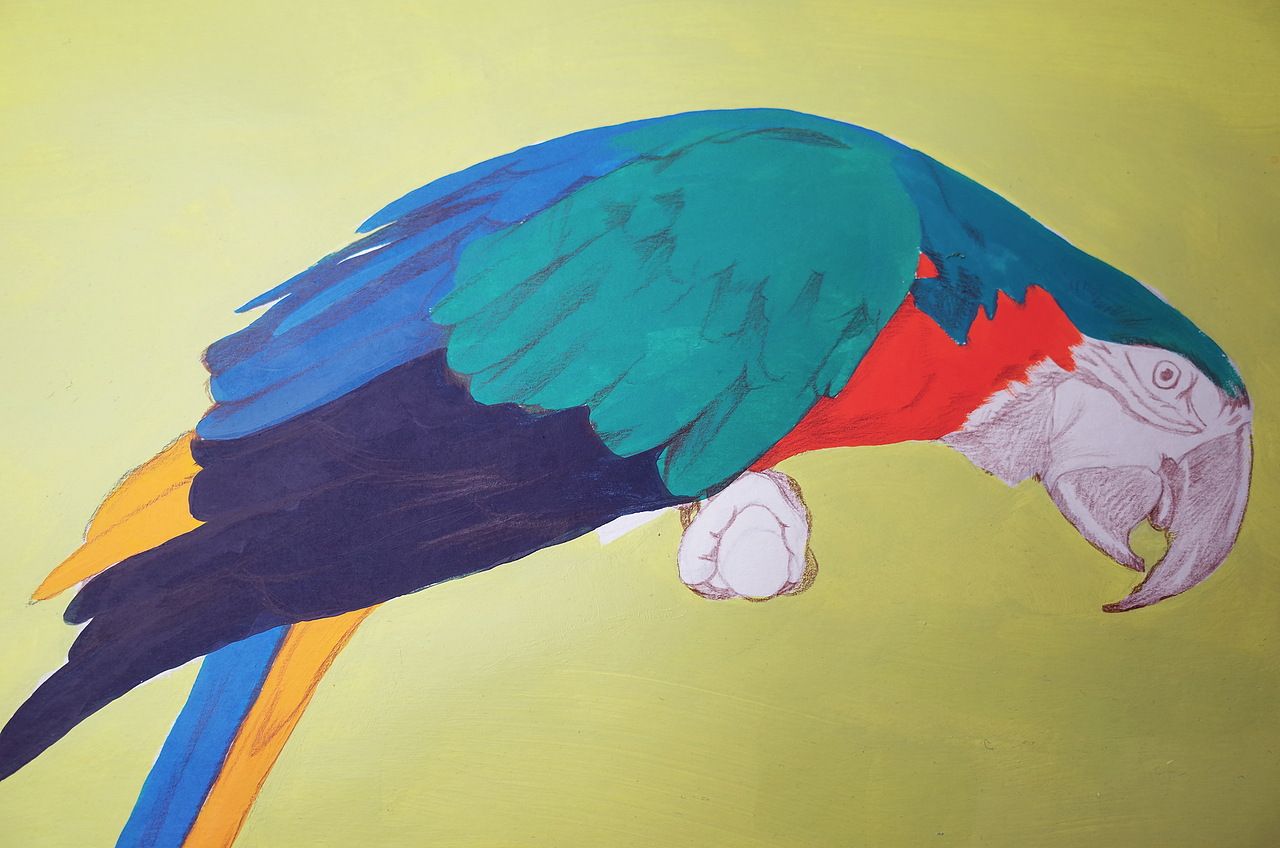 手绘彩铅鹦鹉2（图ZMTkyNTY1MzM2） - 绘画 - 站酷设计师HENRY凡原创素材 - 站酷ZCOOL