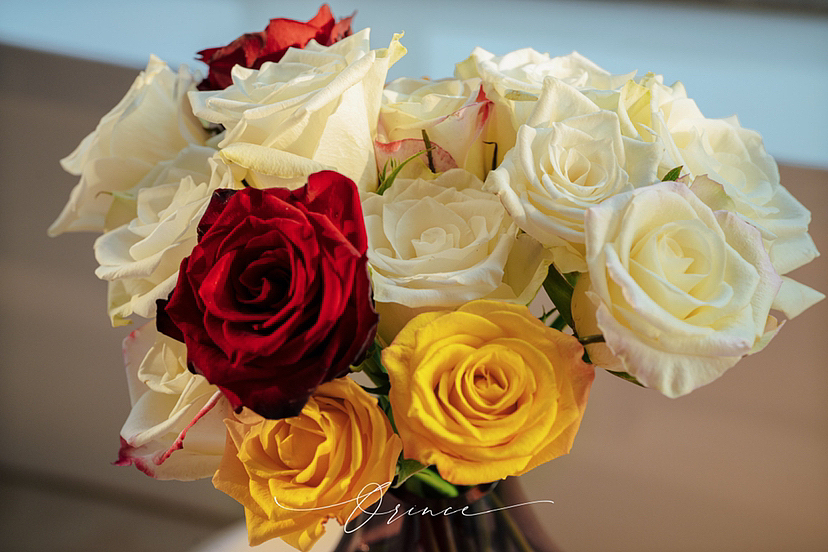 玫瑰（圖ZMzE1NjE1OTQw） - 時尚/藝術(shù)攝影 - 站酷設(shè)計師拾光者Orince原創(chuàng)素材 - 站酷ZCOOL