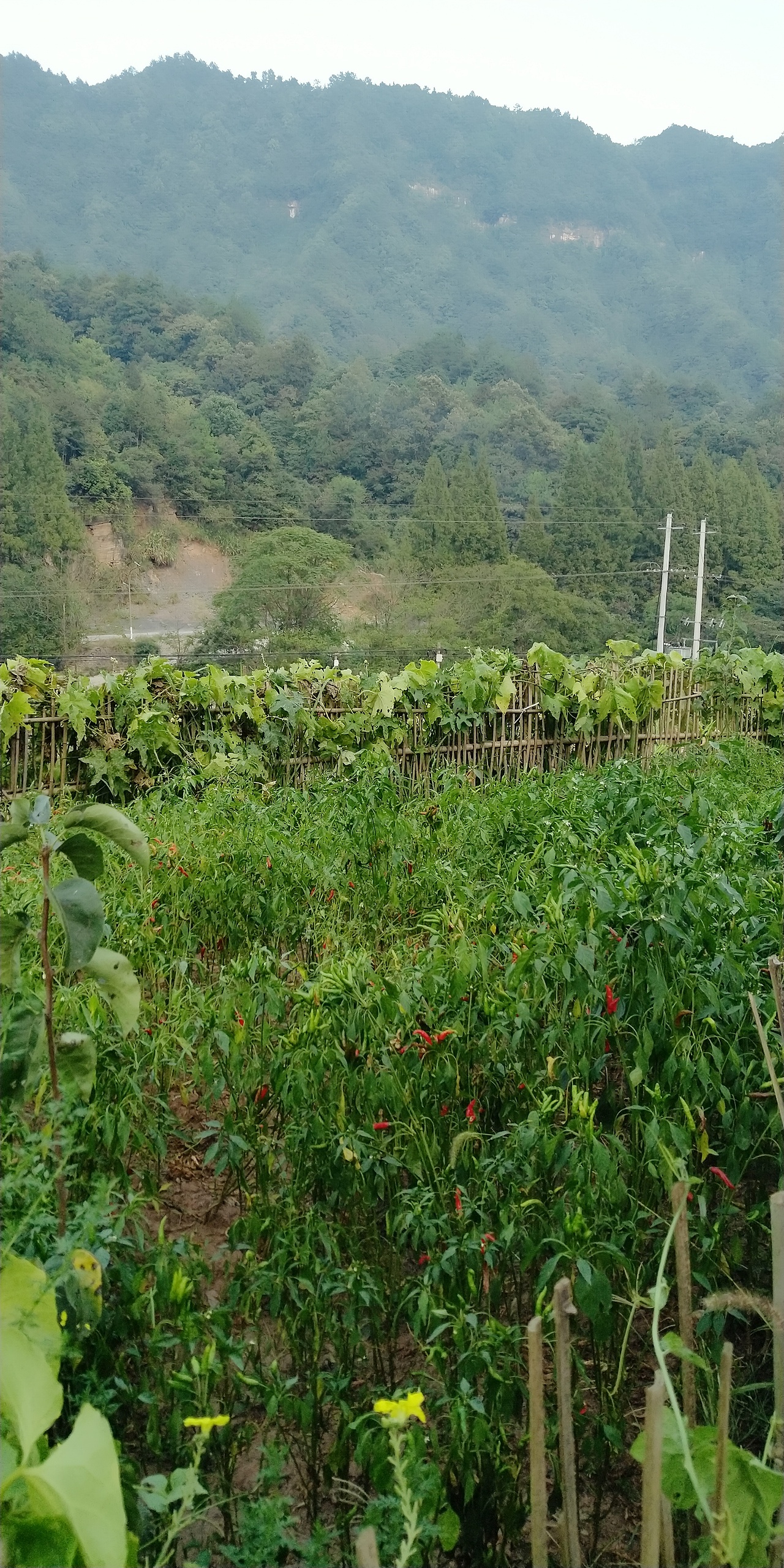 第127集 焱琳浩文艺术 田浩文焦墨艺术