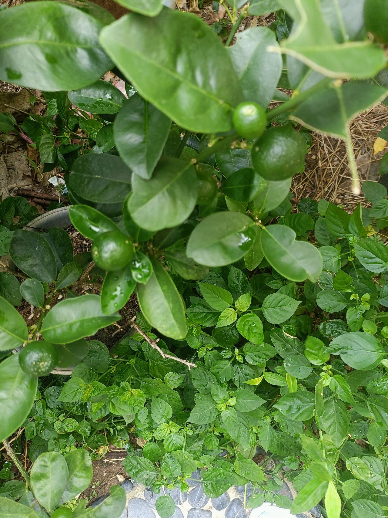 纪念一下我去工作室面试画师然后路上偶遇一只猫的故事