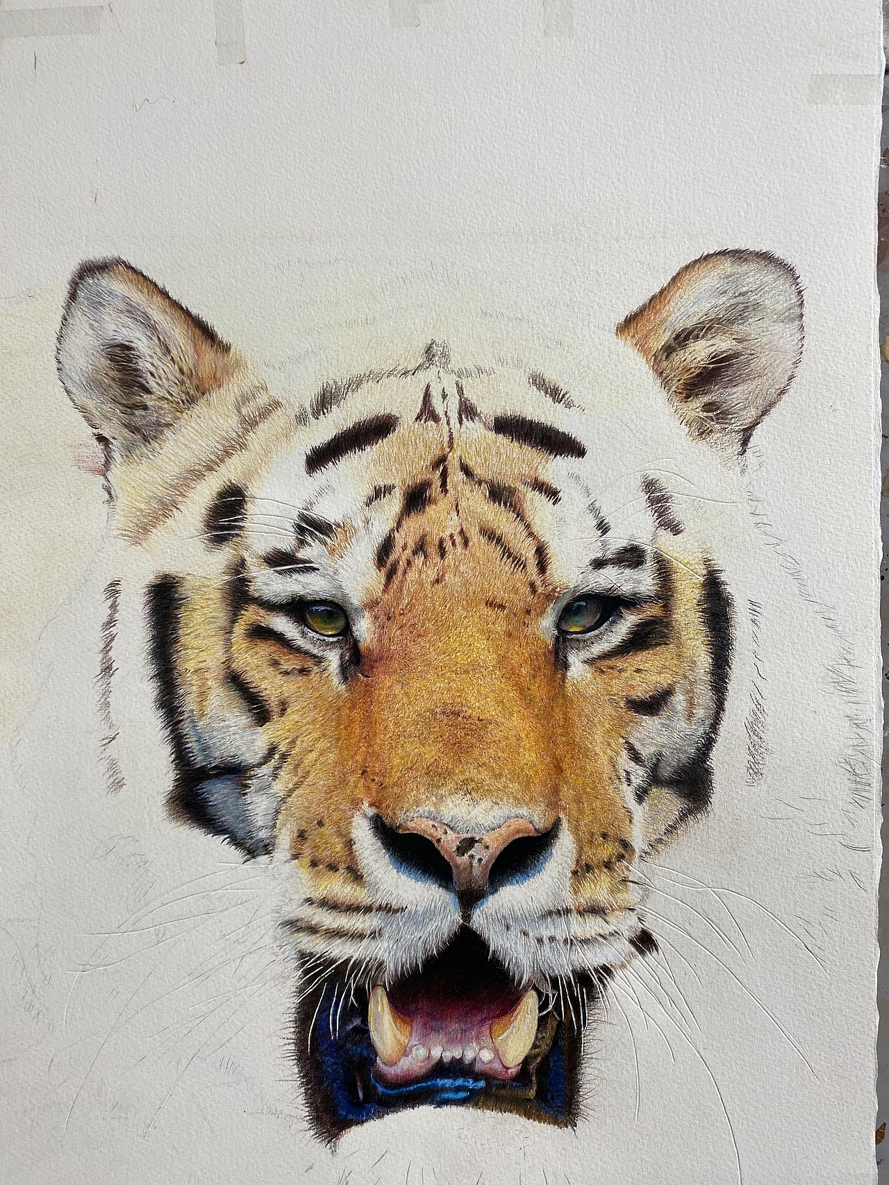 彩铅#手绘#老虎头像#新年老虎