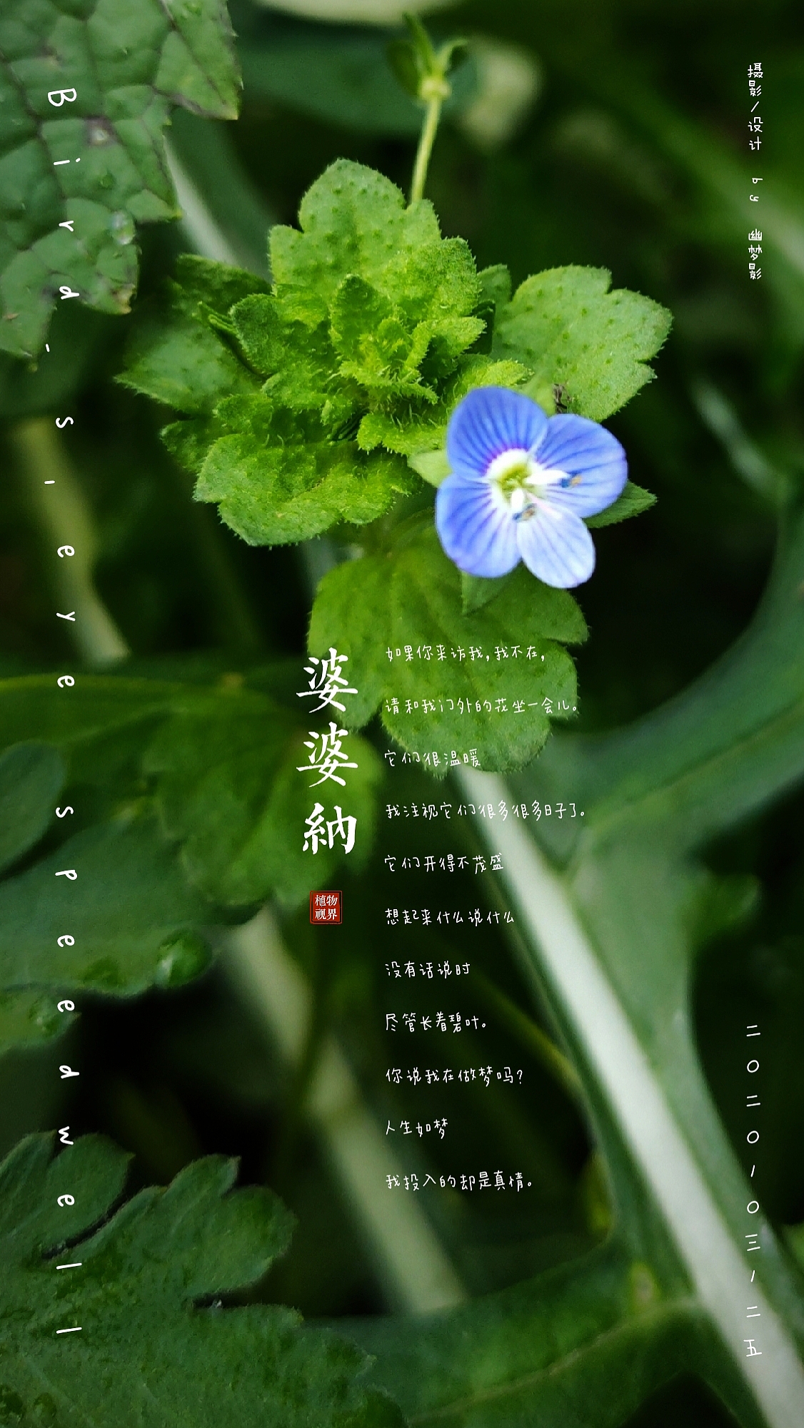 人间草木（一）（图ZMjg0NTQ3Mjc2） - 人文/纪实摄影 - 站酷设计师兔牙锅锅原创素材 - 站酷ZCOOL