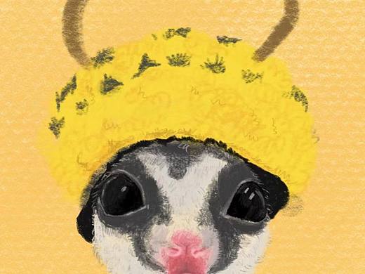 宠物小飞鼠画像