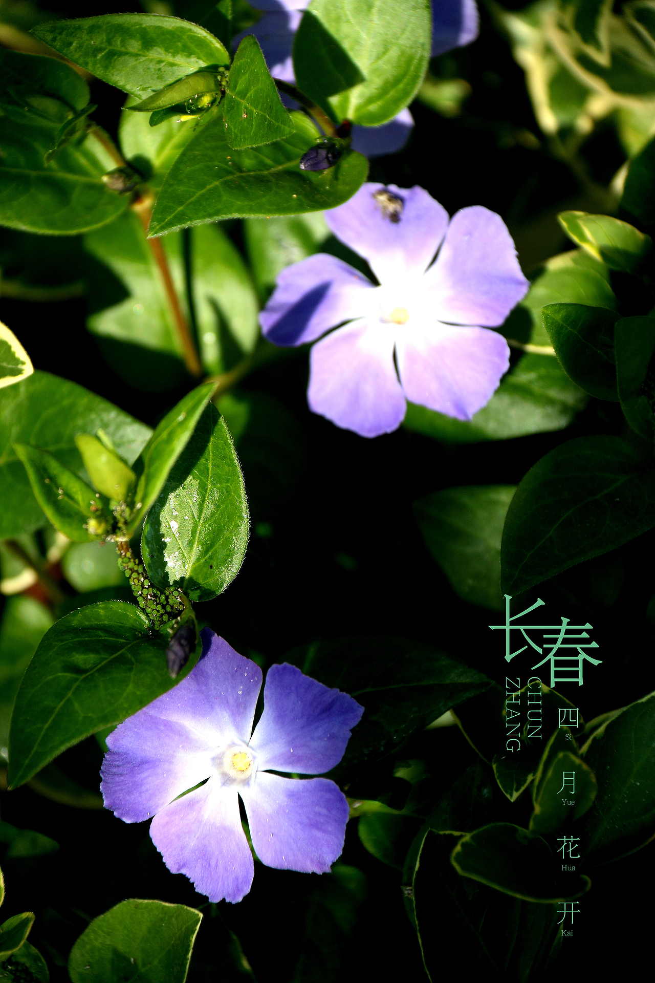 春花儿（图ZNzU2MzY2ODQ=） - 产品摄影 - 站酷设计师马鹏原创素材 - 站酷ZCOOL