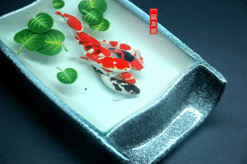 【一品龙鳞】系列作品2014.12.27（图ZMjMxNTUxMjA=） - 其他手工艺 - 站酷设计师兽工君原创素材 - 站酷ZCOOL