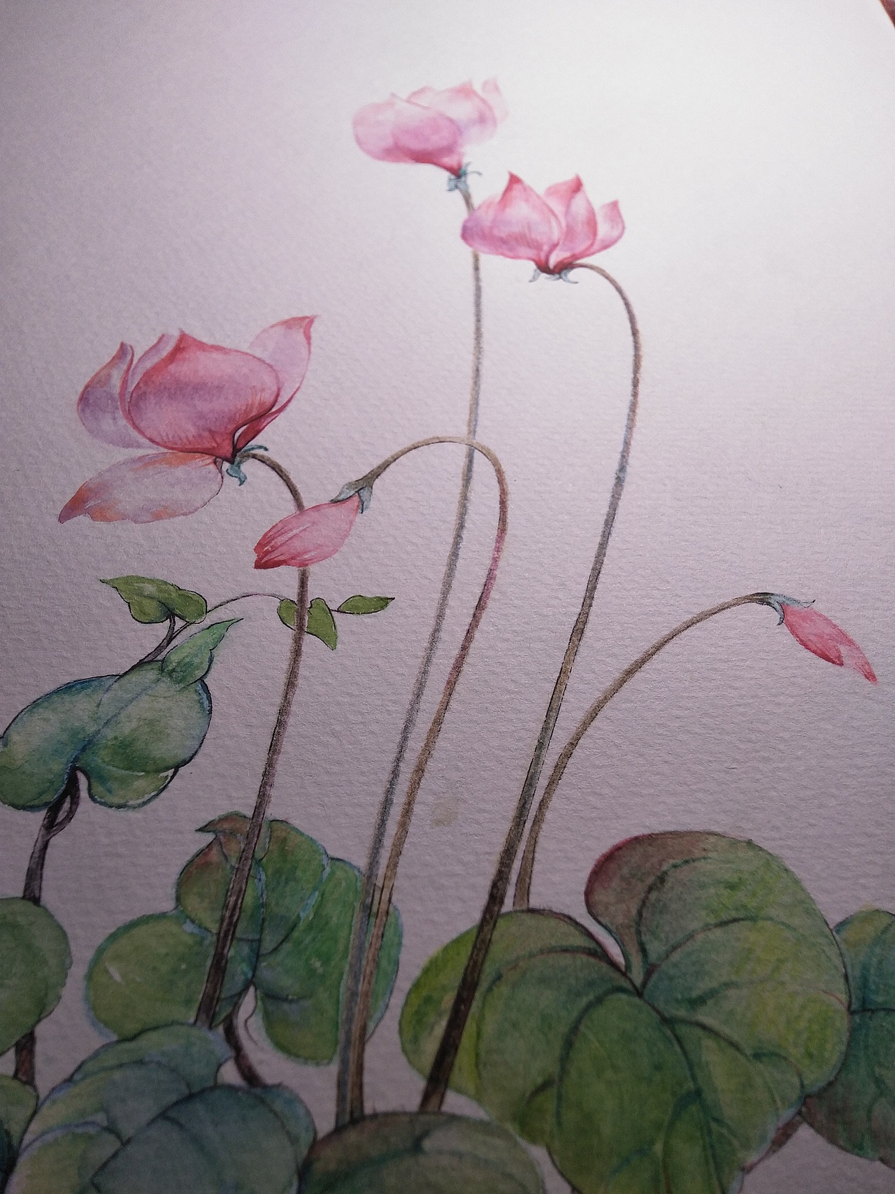 二十四节气花卉插画