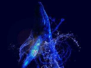 公益海報——鯨淚（個人主頁-ZNDY3MTk1Mjg=） - 海報 - 站酷設(shè)計師Highnesshyy原創(chuàng)素材 - 站酷ZCOOL