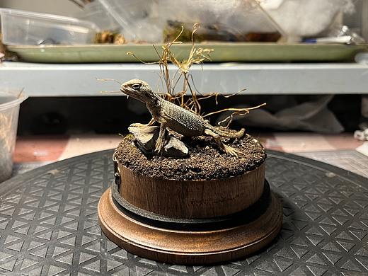 鬃狮蜥场景标本