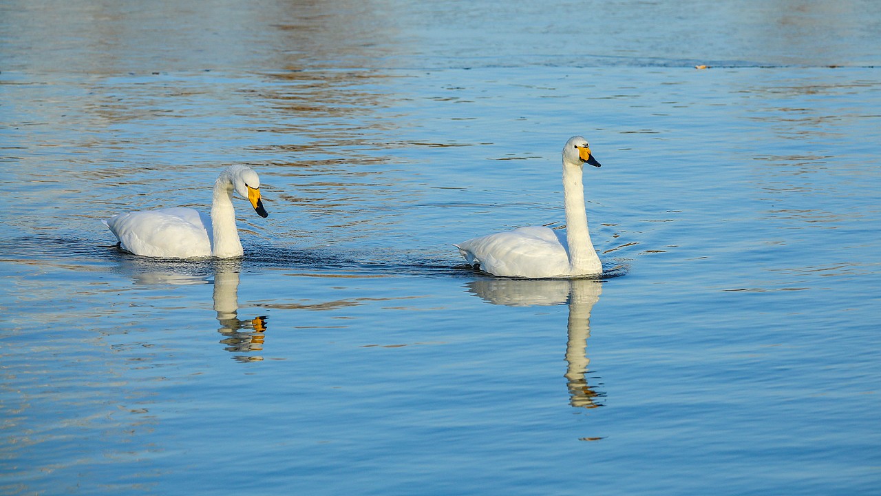 野生保护动物丨大天鹅（图ZMjM5Mjc2MzI4） - 宠物摄影 - 站酷设计师伟世李原创素材 - 站酷ZCOOL