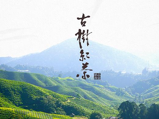 又见正谷·古树茶