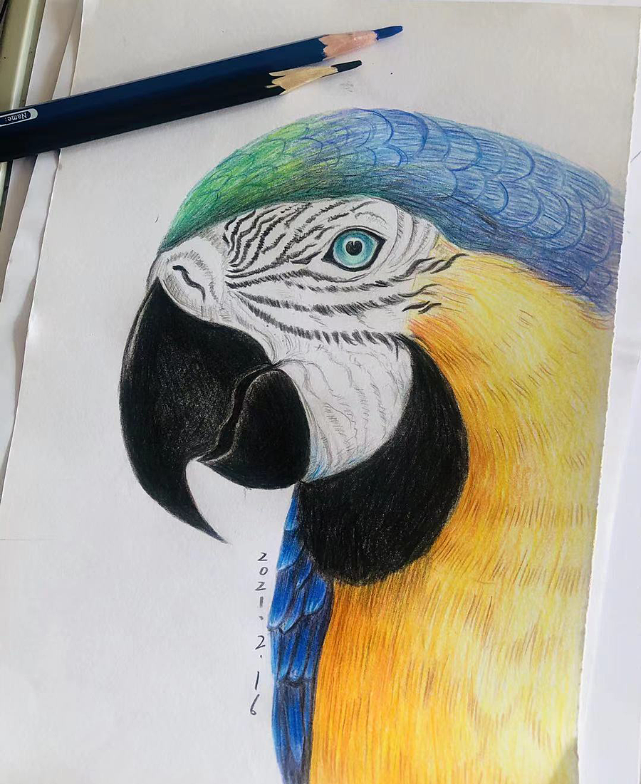 金刚鹦鹉的画法图片
